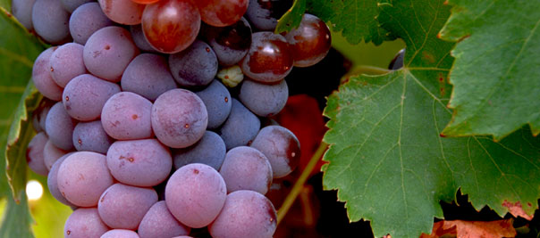 Variedades tintas de uva para vino